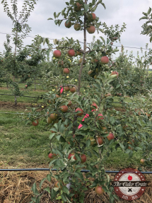 Photo 2018-08-27, 1 21 50 PM