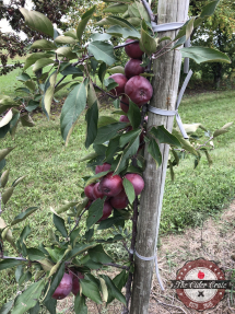 Photo 2018-08-27, 2 10 44 PM