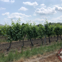 Photo 2019-07-05, 11 43 10 AM