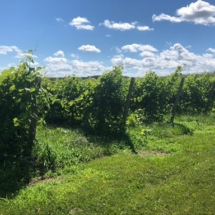 293D64F5-200D-4045-8BD1-42BE46170008_1_105_c