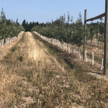 FBB54F4D-285D-43E9-B69B-597B8D24CA2B_1_105_c